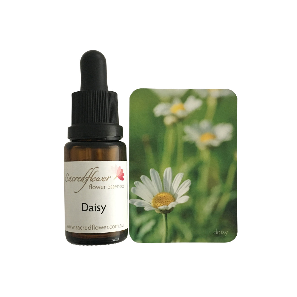 Daisy flower essence Sacred Flower