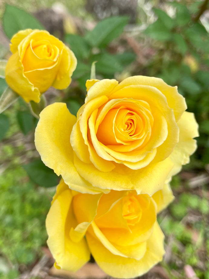 Golden light, golden rose flower essence joy.