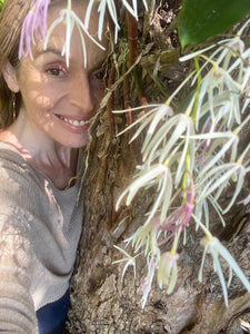 Orchid flower essence.