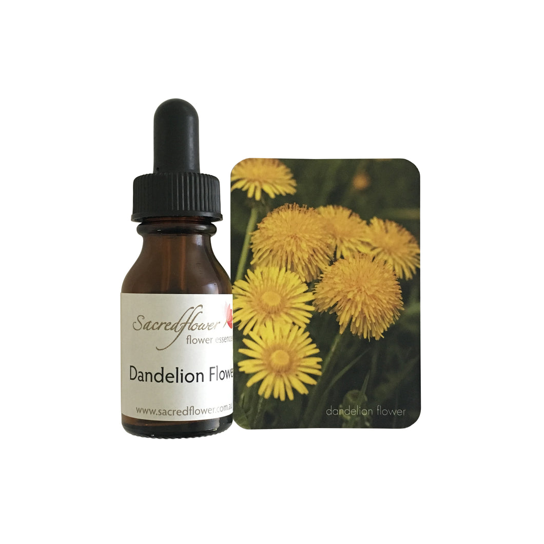 dandelion flower essence - sacred flower flower essences 