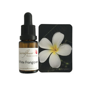 Sacred flower white frangipani flower essence remedy.