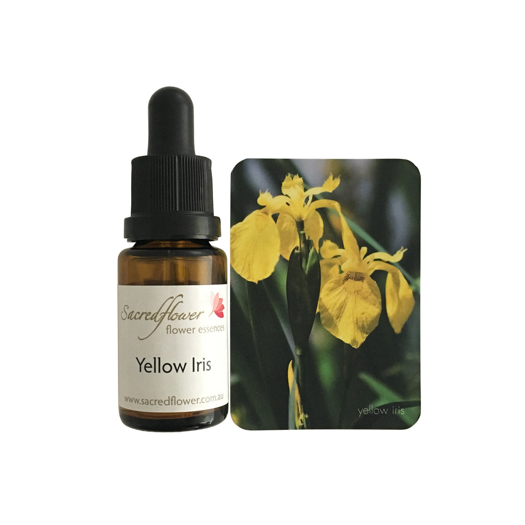Australian flower essences. yellow iris flower essence remedy. sacred flower essences