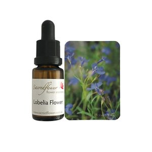 Australian flower essences. lobelia flower essence remedy. sacred flower essences
