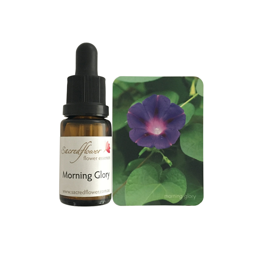 Australian flower essences. morning glory flower essence remedy. sacred flower essences