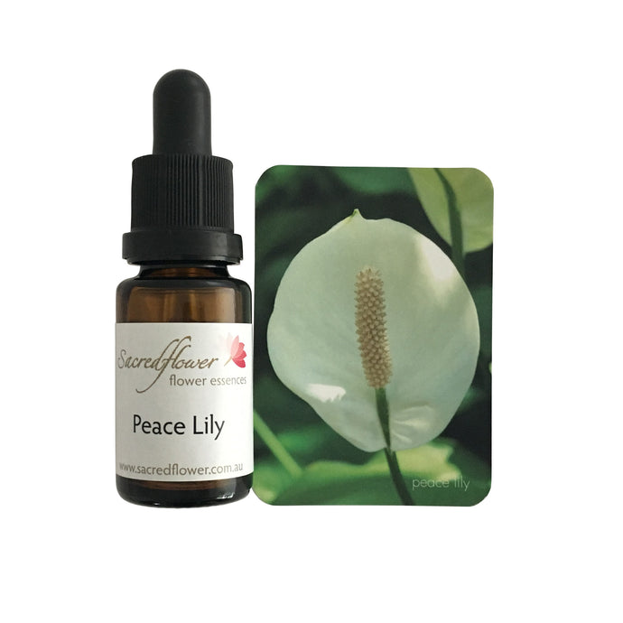 Australian flower essences. peace lily flower essence remedy. sacred flower essences