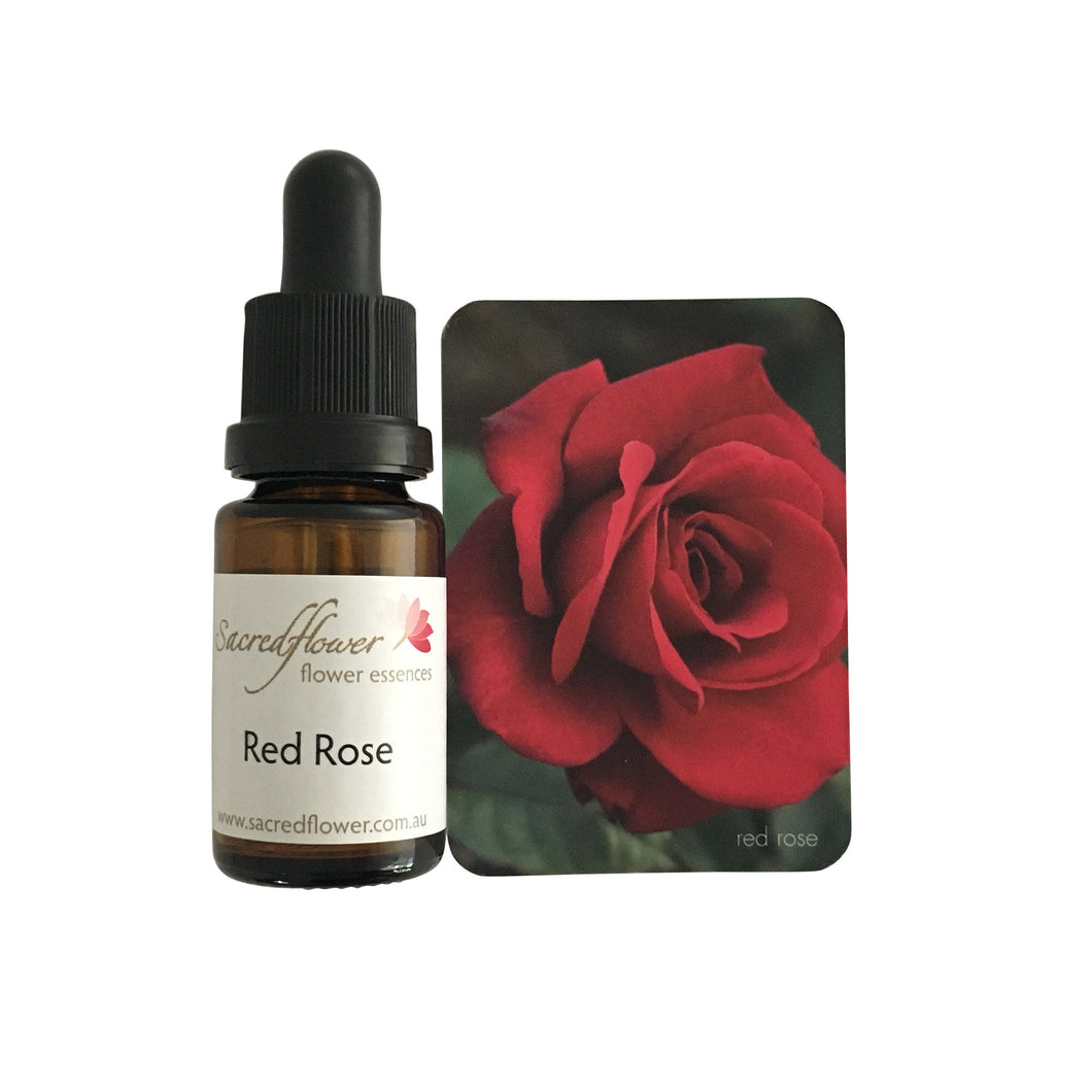 Australian flower essences. red rose flower essence remedy. sacred flower essences