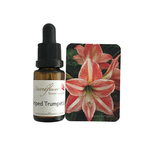 Australian flower essences. stripped trumpet lily flower essence remedy. sacred flower essences