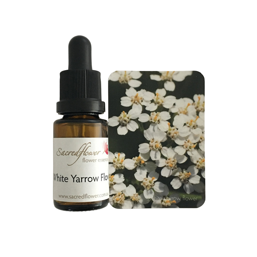 Australian flower essences. white yarrow flower essence remedy. sacred flower essences