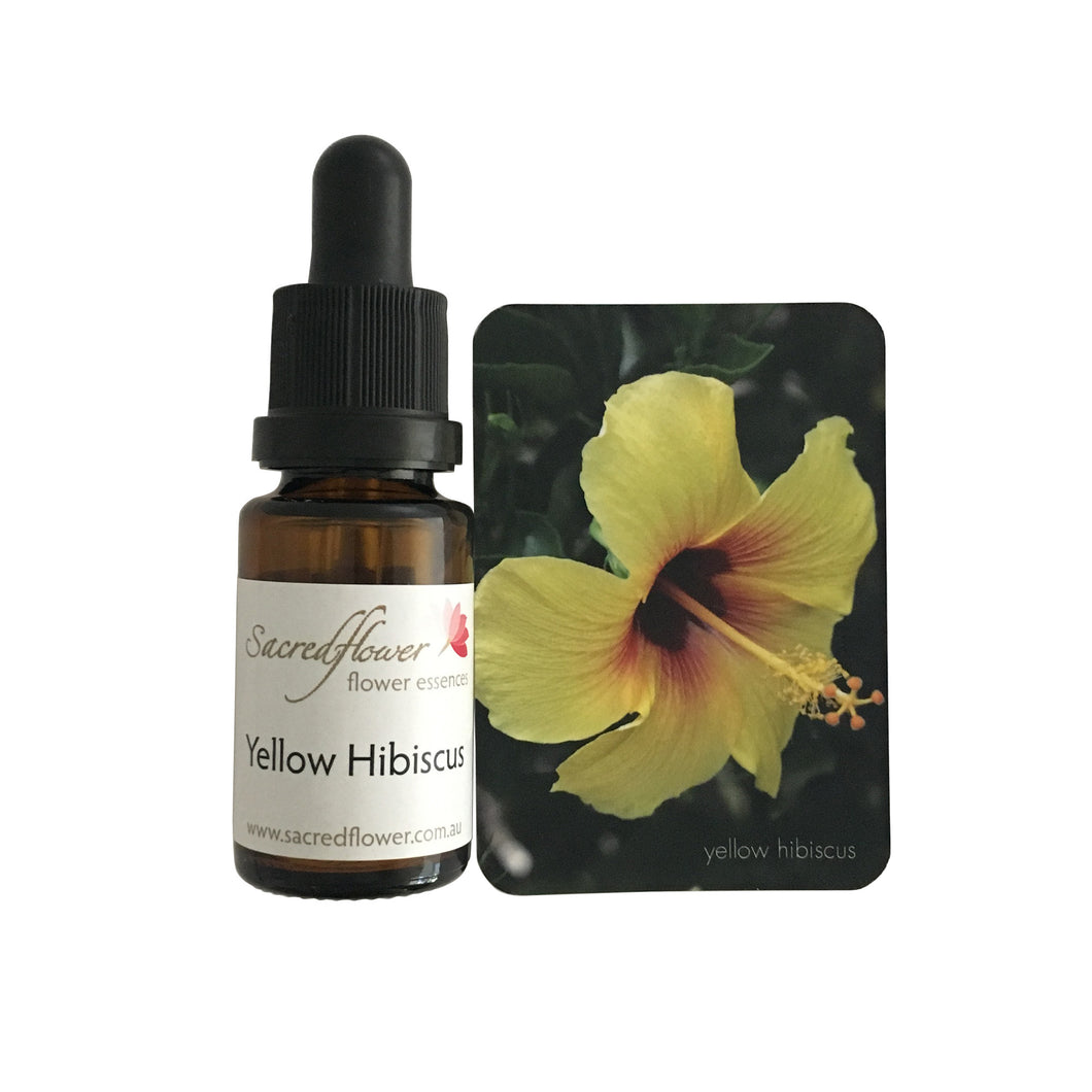 Australian flower essences. yellow hibiscus flower essence remedy. sacred flower essences